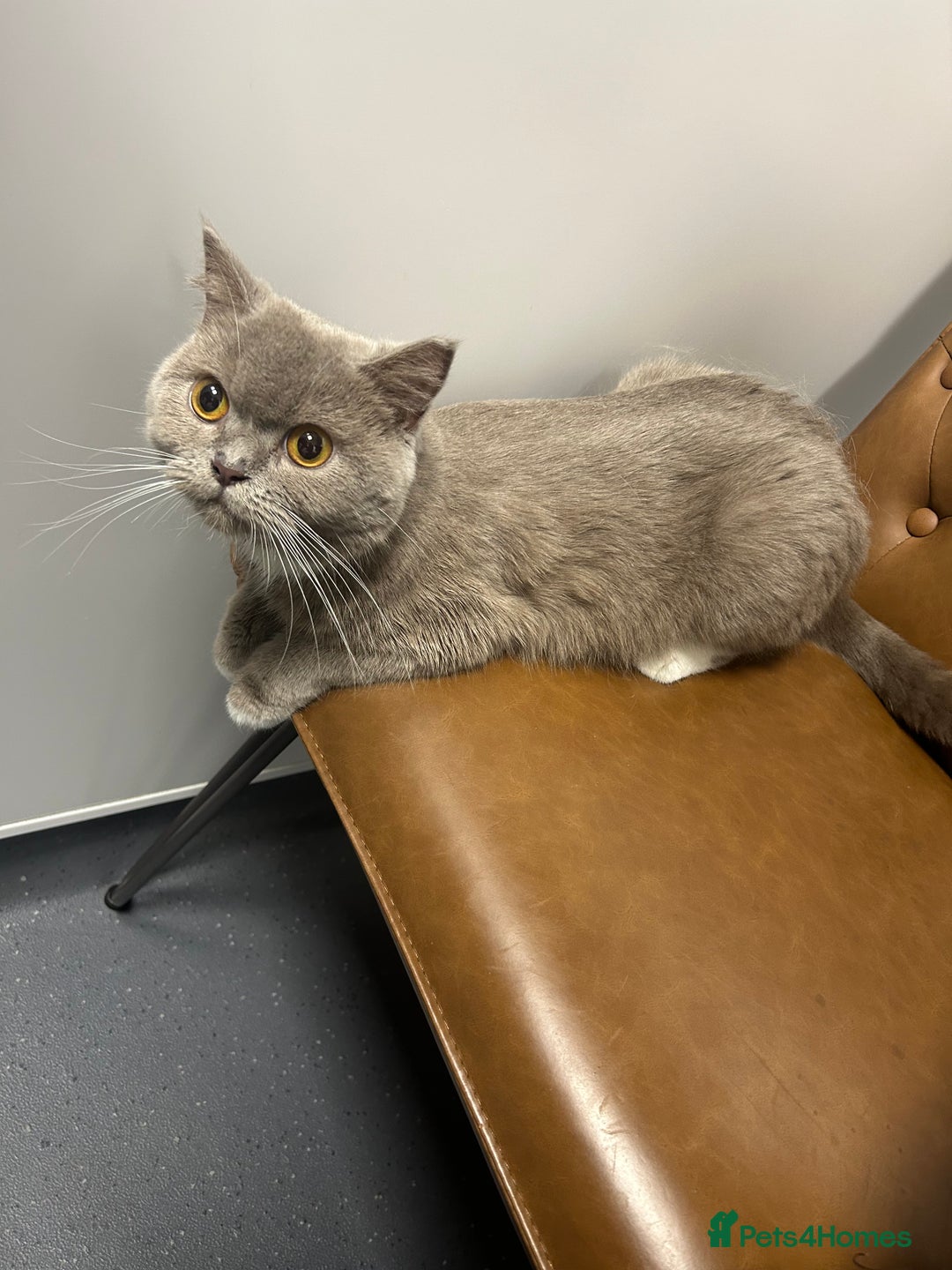 Mixed Breed cats for sale: Cute British Mix Kittens Looking for New Homes - Image 16