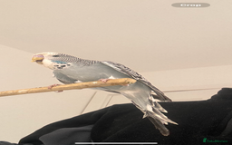 Budgerigars birds for sale: Pair of Budgies and Wooden Cage - Advert 3