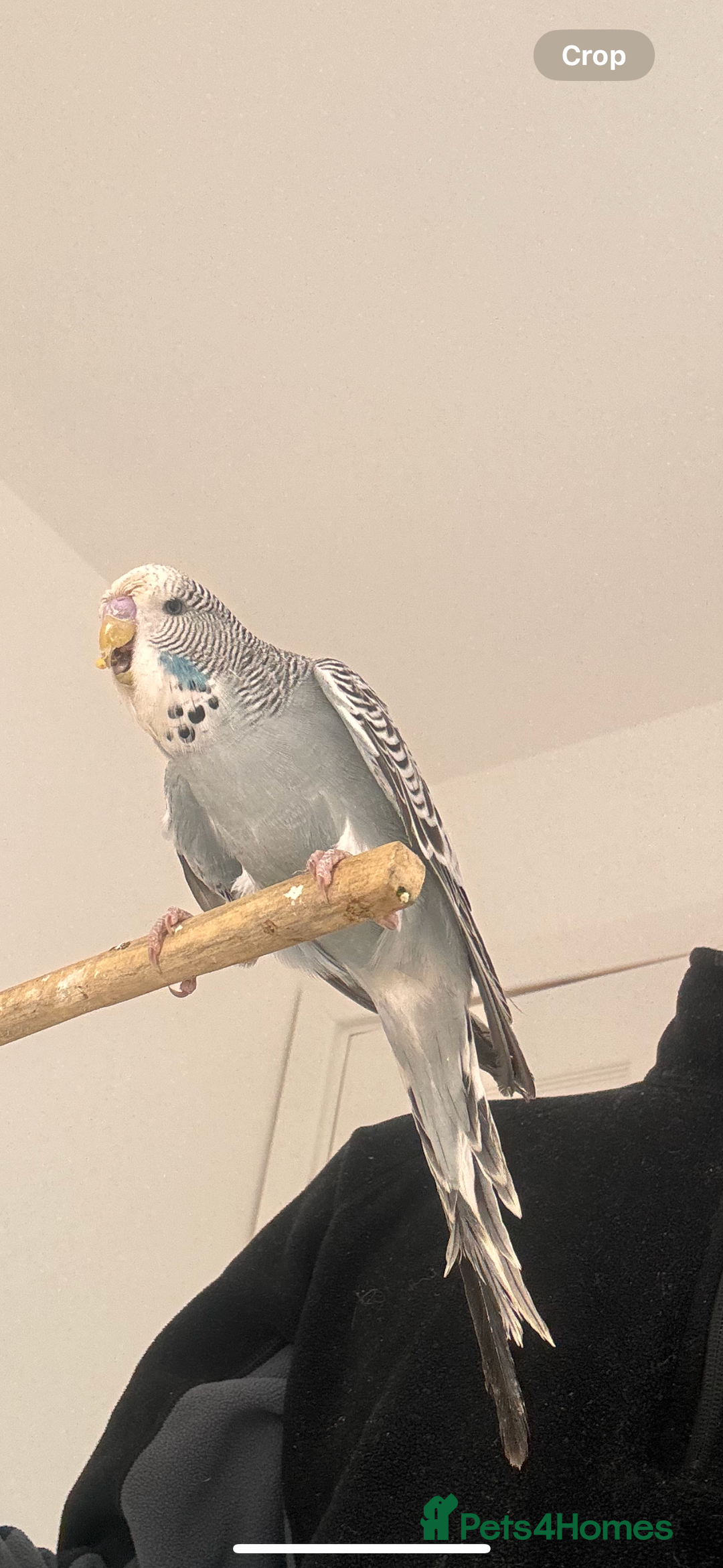 Budgerigars birds for sale: Pair of Budgies and Wooden Cage - Advert 3