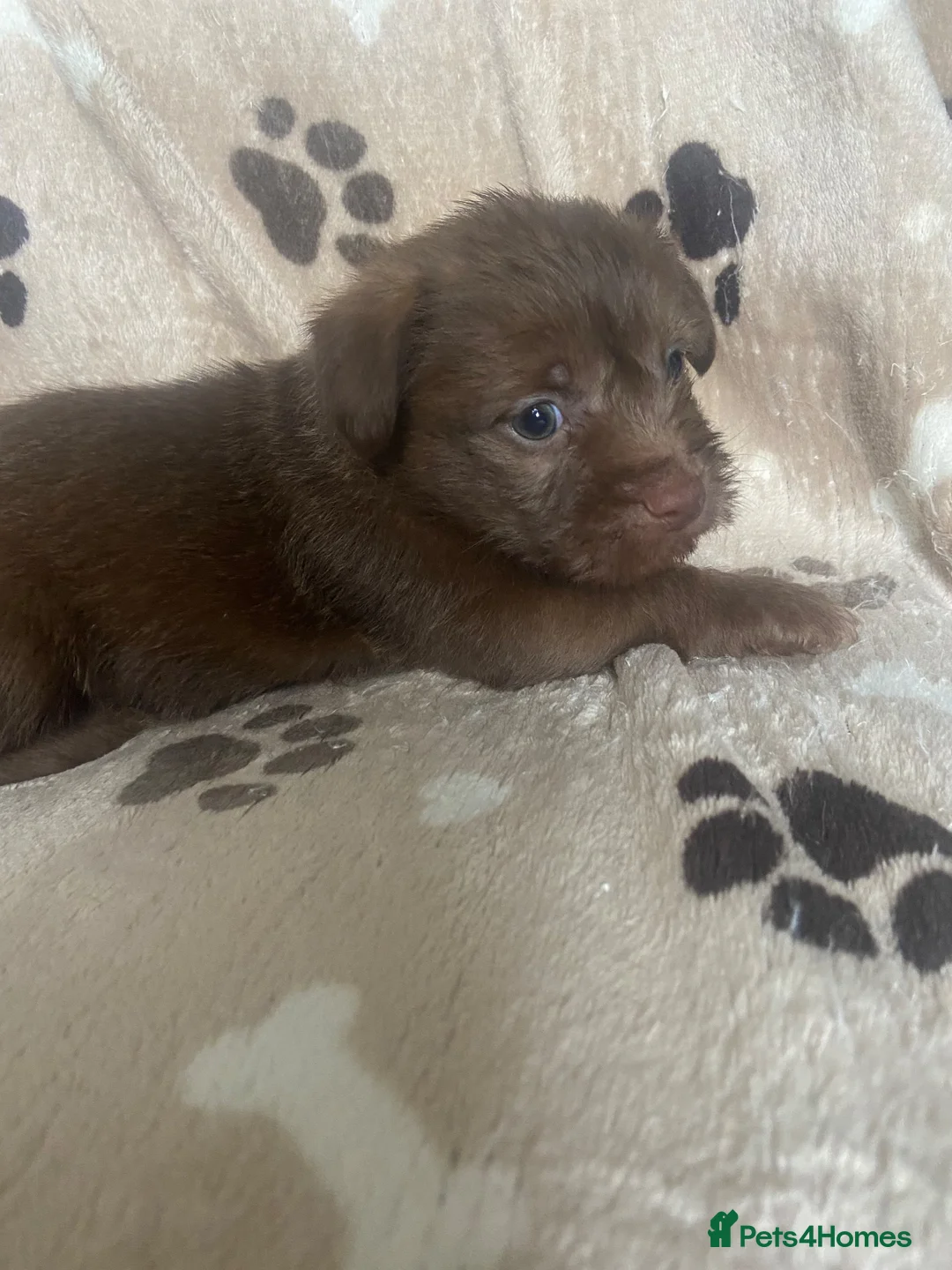 Mixed Breed dogs for sale: Shitzu x mini Jack puppies  - Advert 15