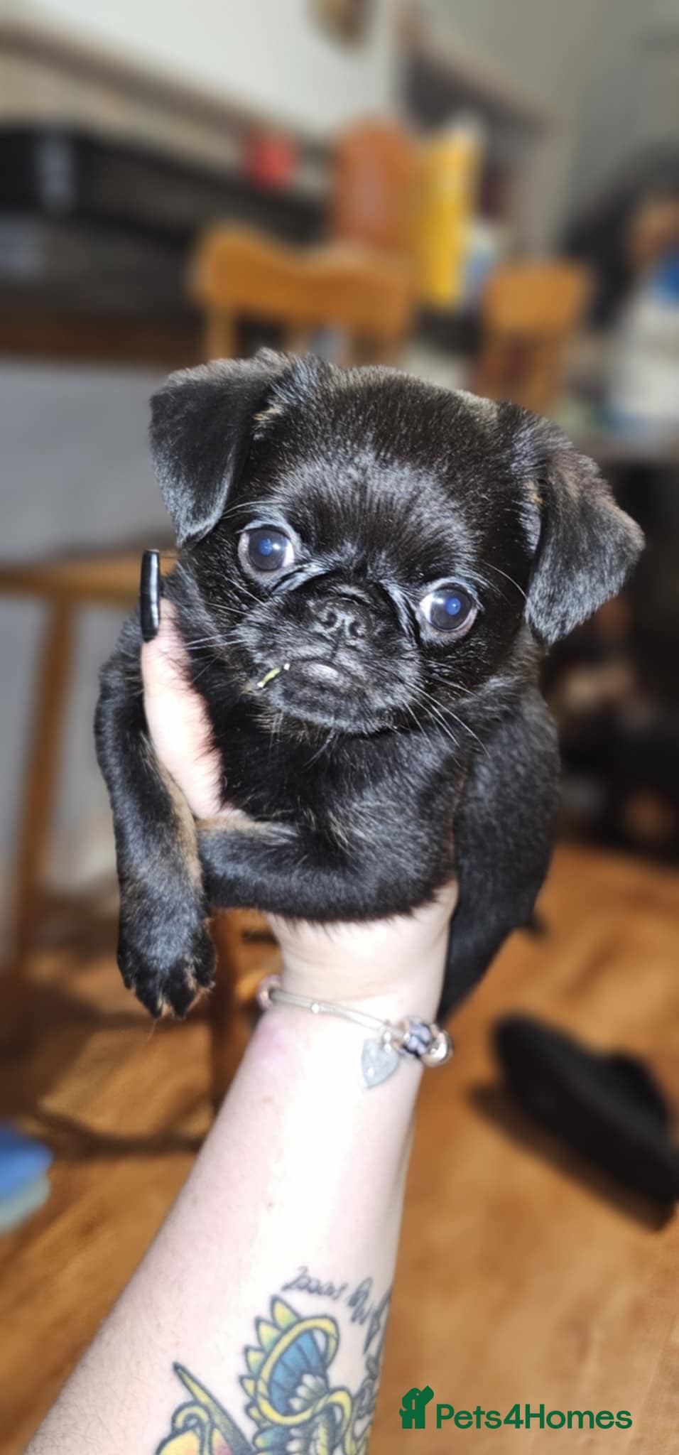 Griffon Bruxellois dogs Stunning Smooth Pedigree Griffons Last One - Advert 1