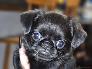 Griffon Bruxellois dogs Stunning Smooth Pedigree Griffons Last One - Advert 13