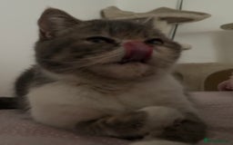 Exotic cats for sale: bella!! friendly grey and white exotic shorthair - Image 2