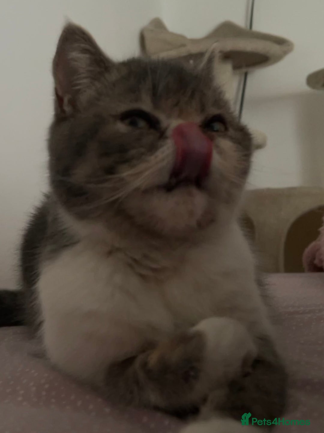 Exotic cats for sale: bella!! friendly grey and white exotic shorthair - Image 2