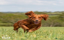 Cocker Spaniel dogs for sale: Ruby Red Cockers - Image 4