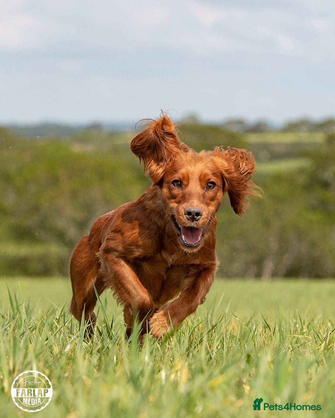 Cocker Spaniel dogs for sale: Ruby Red Cockers - Image 4