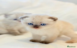 Scottish Fold cats for sale: Half Scottish half British short hair  in London - Image 13