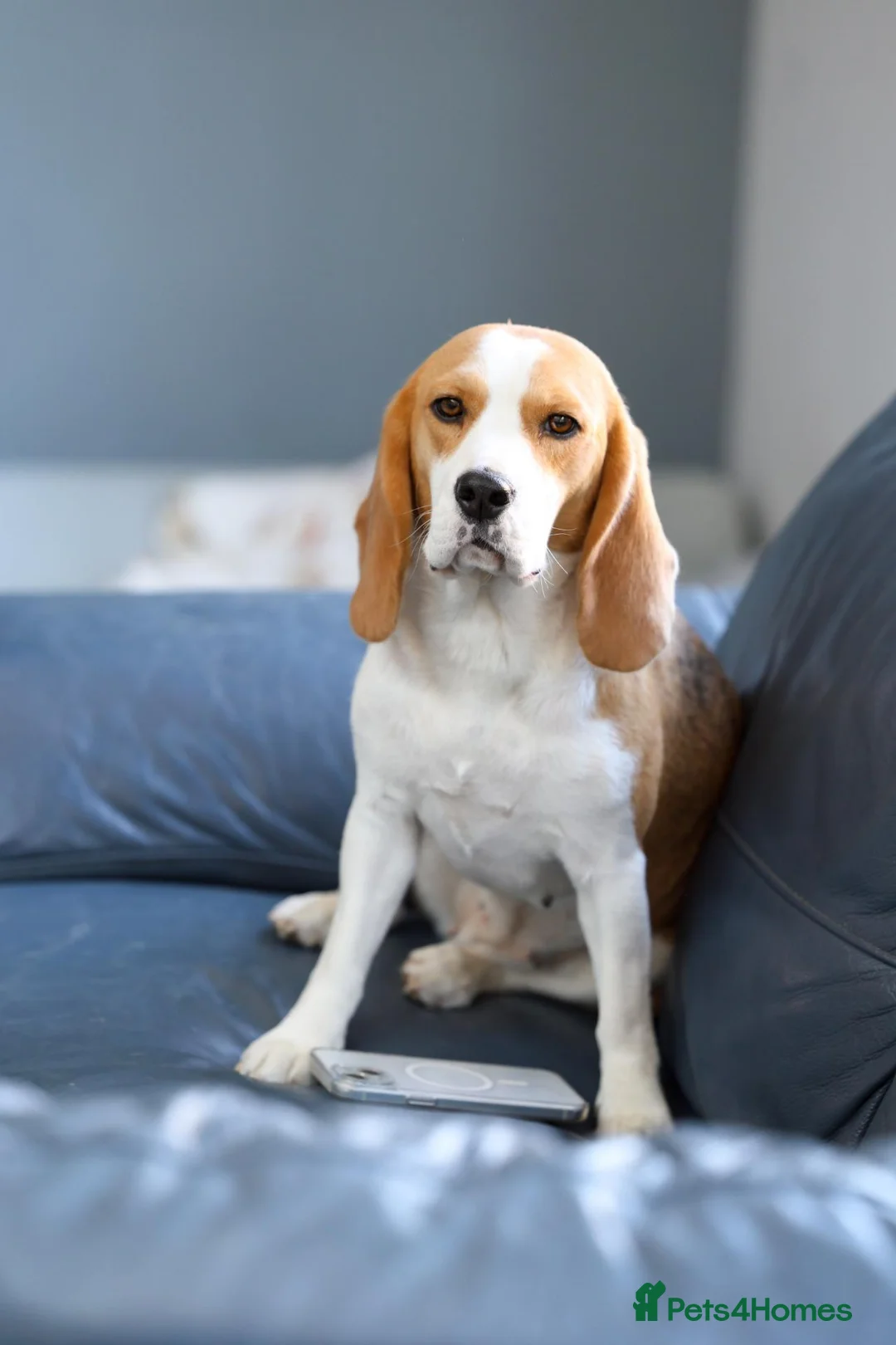 Beagle dogs for sale: Female beagle seeking sofa - Advert 7
