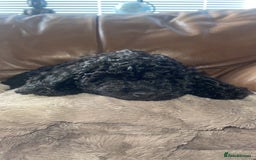 Cockapoo dogs for sale: Female cockerpoo - Image 1