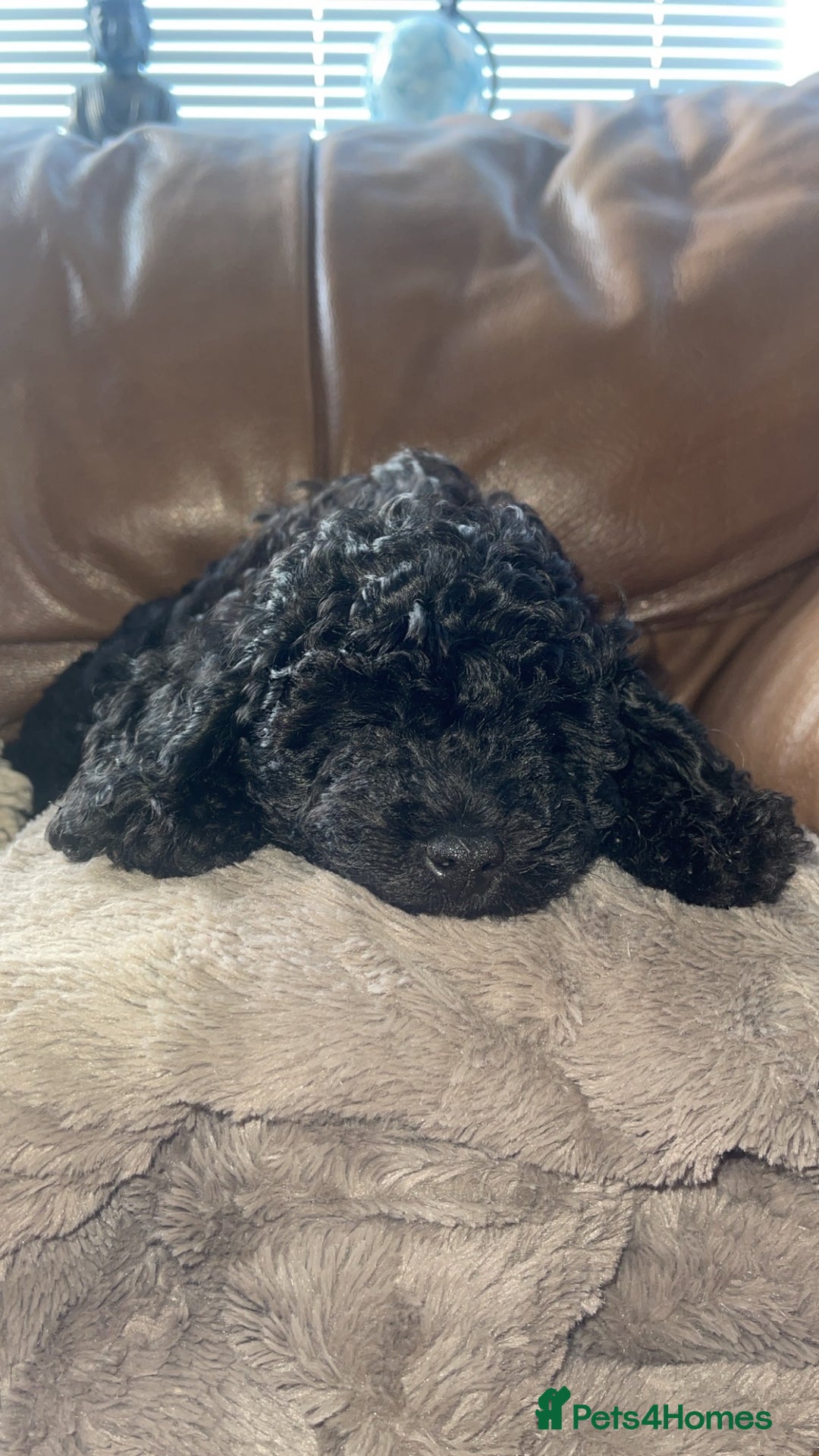 Cockapoo dogs for sale: Female cockerpoo - Image 1
