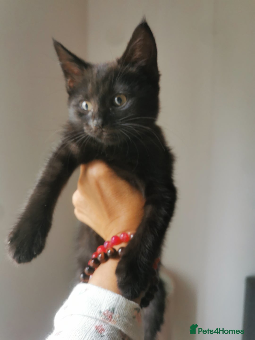 Bombay cats for sale: 6 beautiful Bombay kittens  - Image 18
