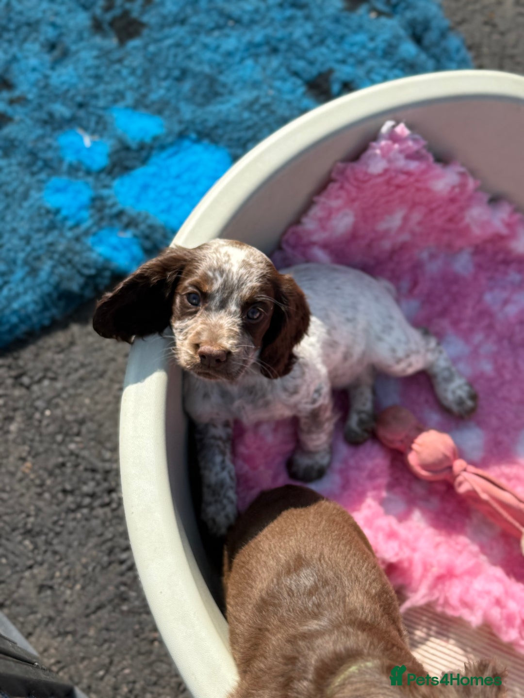 Cocker Spaniel dogs for sale: READY FOR NEW HOMES CAN LEAVE homes health tested  - Image 34