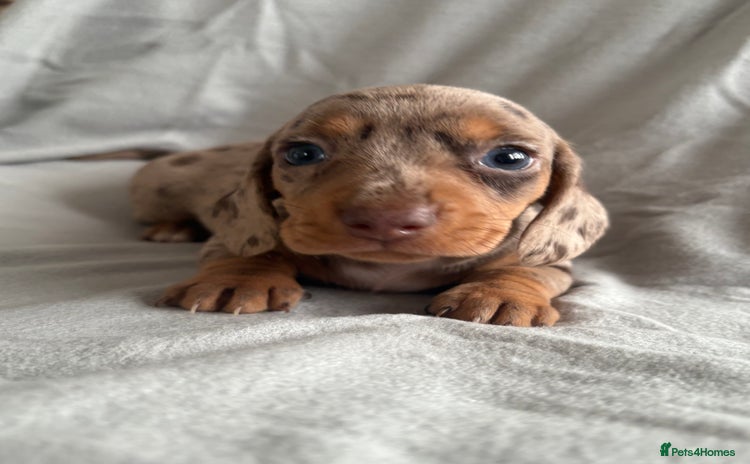 Dachshund dogs - Advert 14