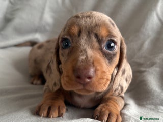 Dachshund dogs - Advert 4