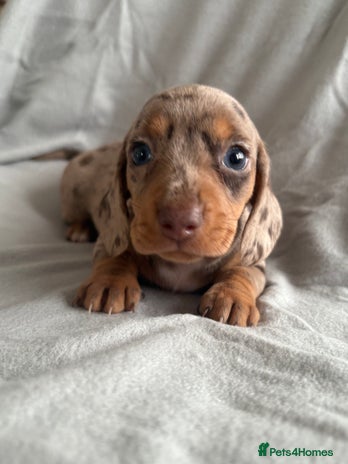 Dachshund dogs - Advert 4