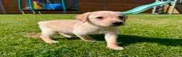 Labrador Retriever dogs for sale: Fox Red KC Registered Labradors 🐾🐾🐾 - Advert 8
