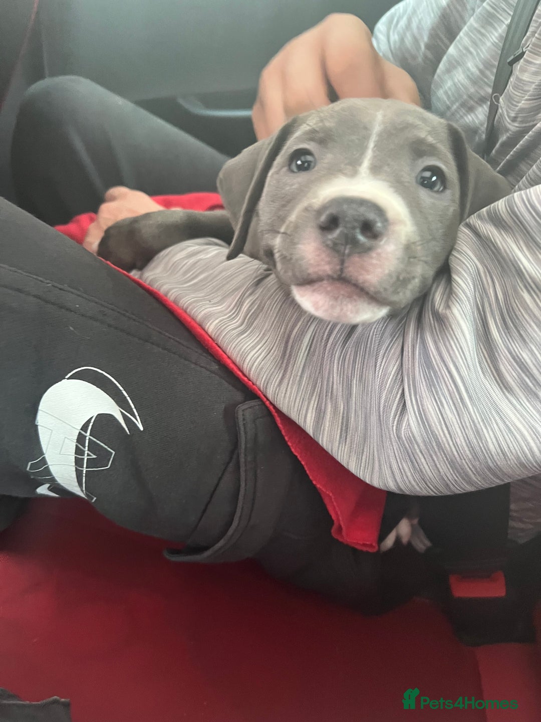 Staffordshire Bull Terrier dogs for sale: Blue  - Image 18