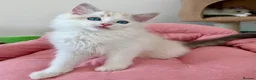 Ragdoll cats for sale: ✨ Exceptional Ragdoll Kittens Ready to leave ✨ - Advert 16
