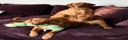 Labrador Retriever dogs for sale: Superb pedigree KC reg Labrador Retriever Puppies - Advert 13