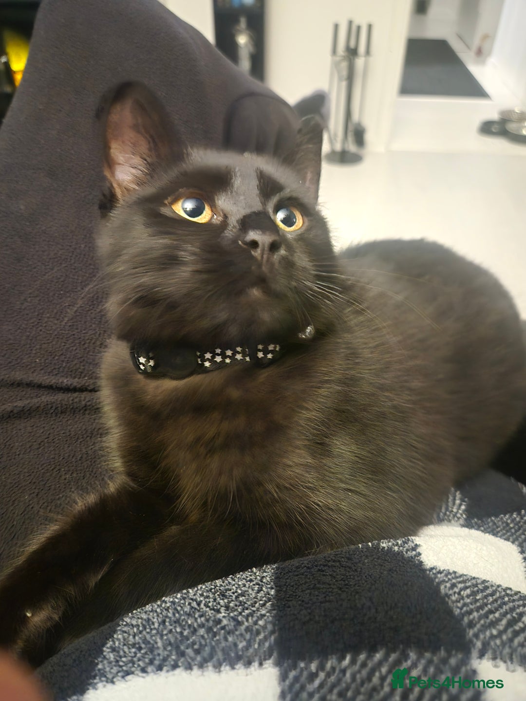 Domestic Shorthair cats for sale: Female 8 months free to good home  - Image 6