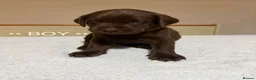 Labrador Retriever dogs for sale: Labrador puppies for sale   - Advert 3