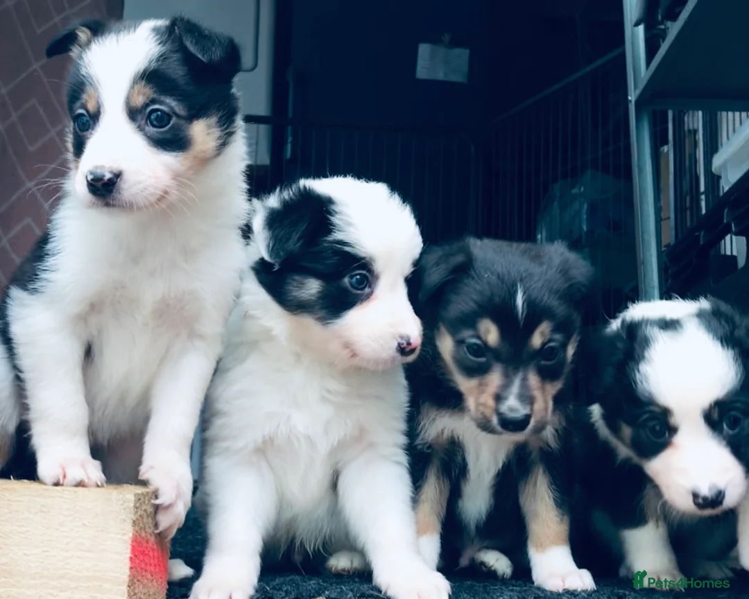 Border Collie dogs for sale: Beautiful Border Collie Puppies Classic Tricolour - Advert 2