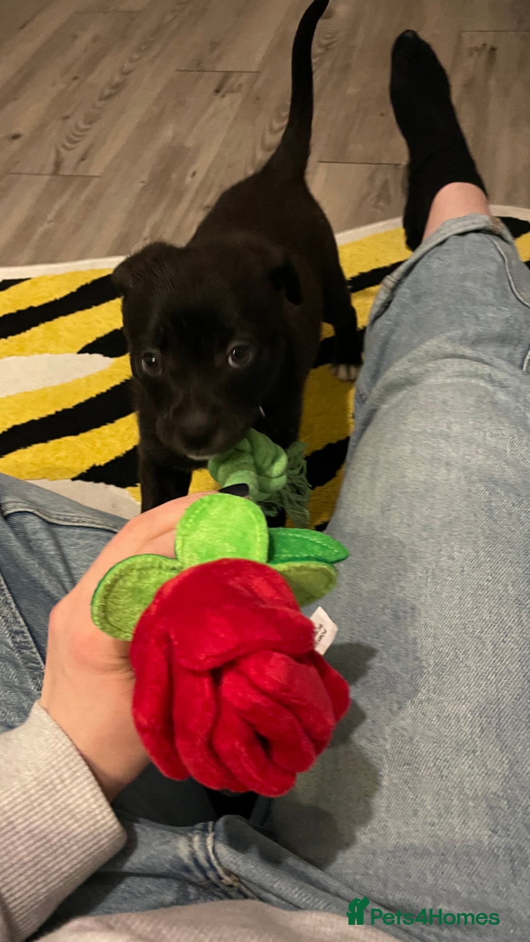 Mixed Breed dogs for sale: Staff terrier hybrid puppy for sale - Advert 4