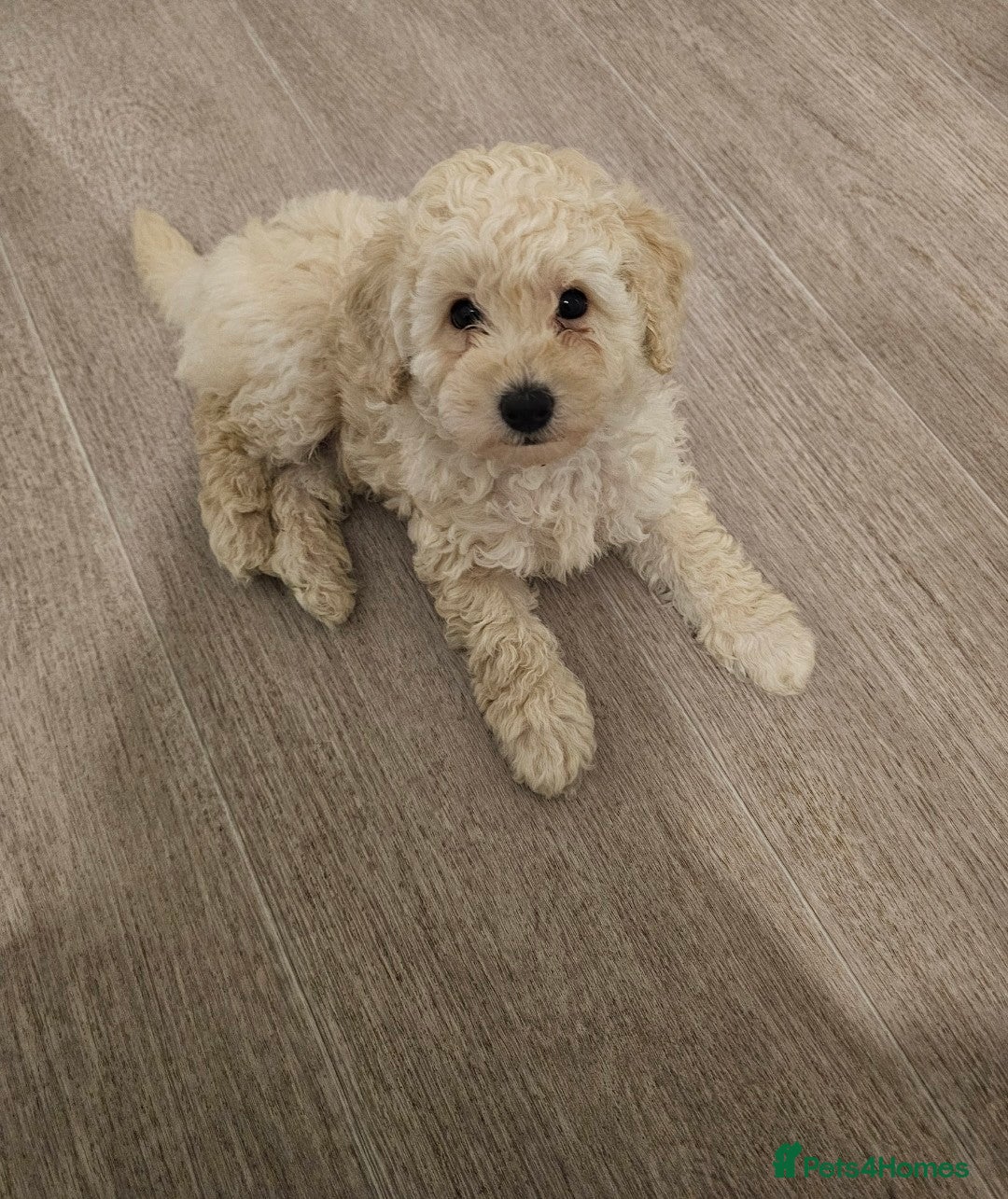 Toy Poodle dogs One white male puppy left  - Advert 3