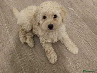 Toy Poodle dogs One white male puppy left - Advert 3