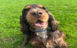 Cocker Spaniel dogs for stud: Chocolate and tan cocker stud  - Image 7