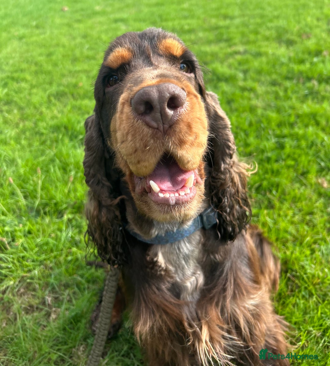 Cocker Spaniel dogs for stud: Chocolate and tan cocker stud  - Image 7