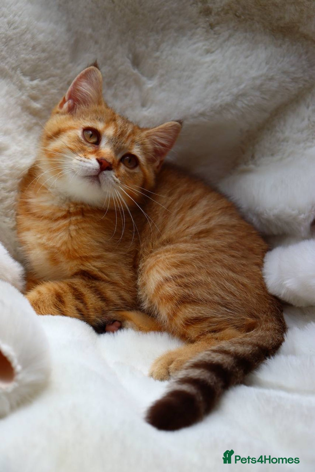 Scottish Fold cats for sale: Ready TICA reg stunning kittens available  - Image 20