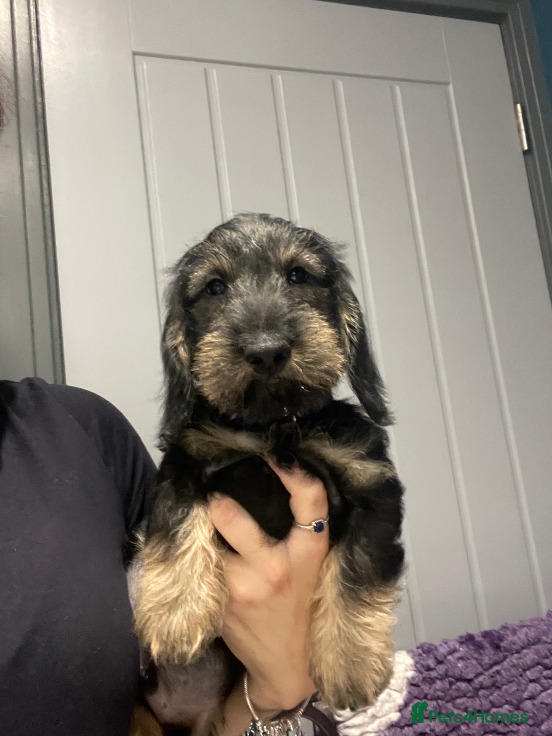 Dachshund dogs for sale: 🌟reduced in price Standard wirehaired dachshund  - Advert 4