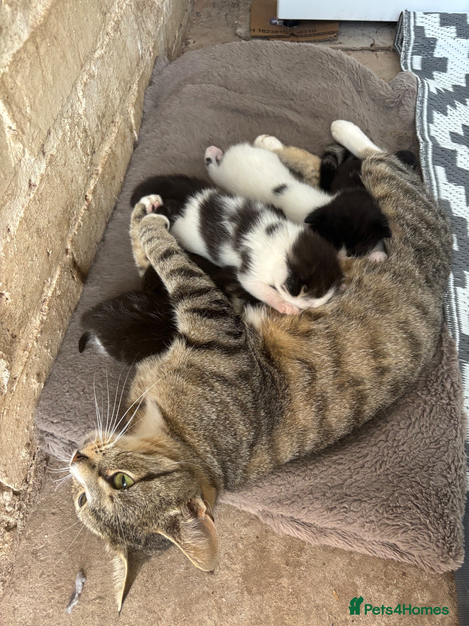 Mixed Breed cats 6 wonderful babies - Advert 1