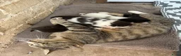 Mixed Breed cats for sale: 6 wonderful babies - Advert 1