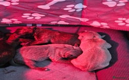 Staffordshire Bull Terrier dogs for sale: Staffy pups - Image 3