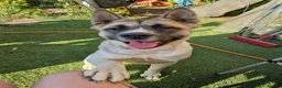 Akita dogs for sale: To go together male 1 female American Anita's. 15m - Advert 5