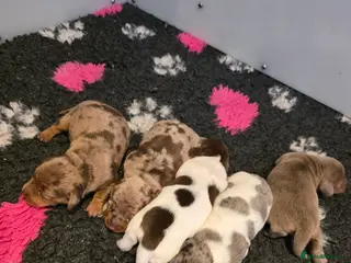 Miniature Dachshund dogs Miniature Dachshund - Advert 13