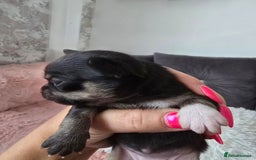 Chihuahua dogs for sale: Full pedigree chihuahuas - Image 6