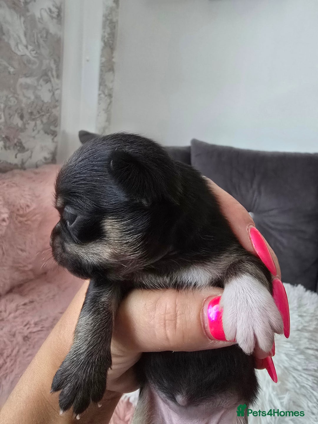 Chihuahua dogs for sale: Full pedigree chihuahuas - Image 6
