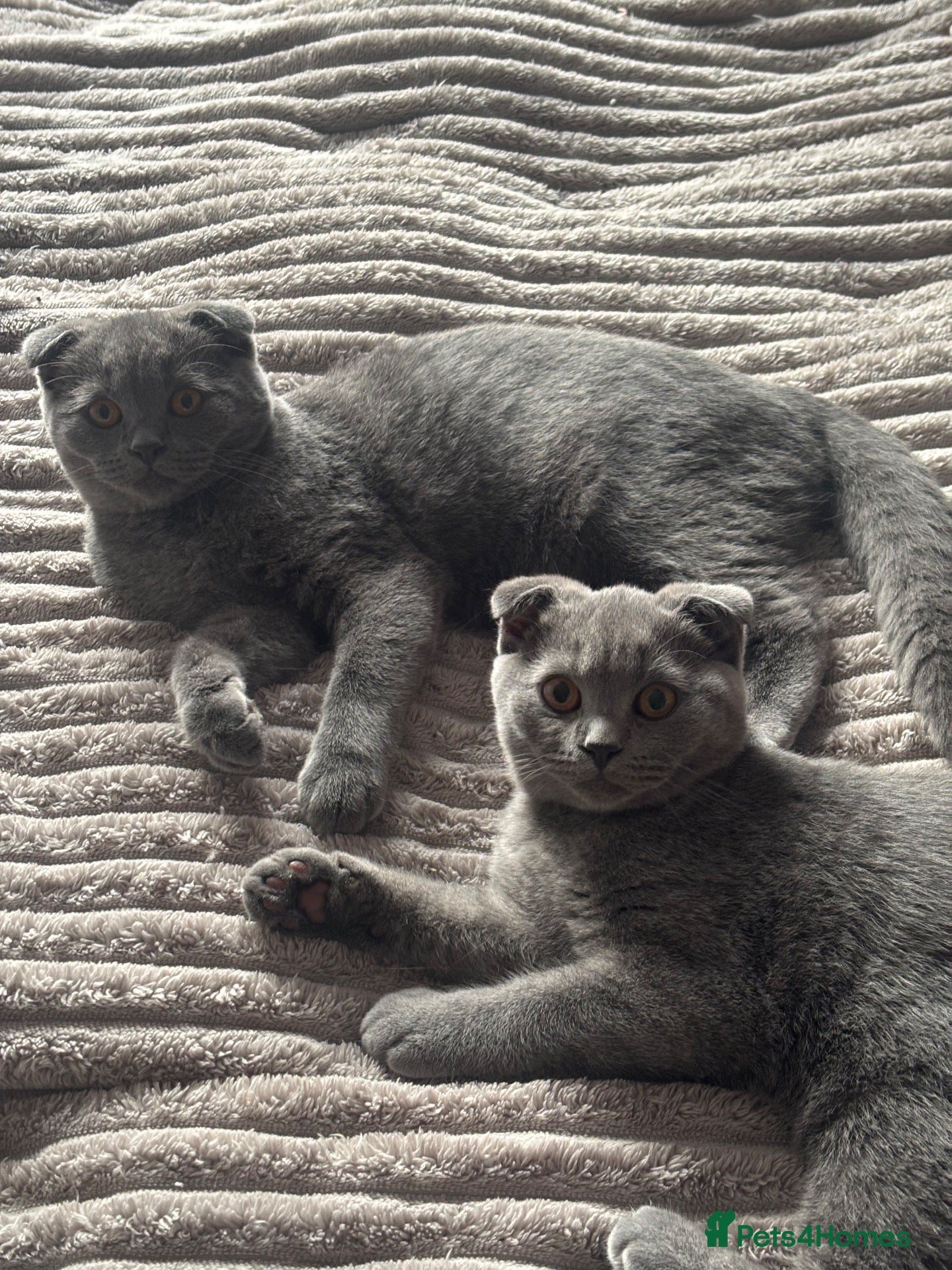Scottish Fold cats Two beautiful blue fold girls - Advert 4