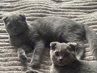 Scottish Fold cats Two beautiful blue fold girls - Advert 4