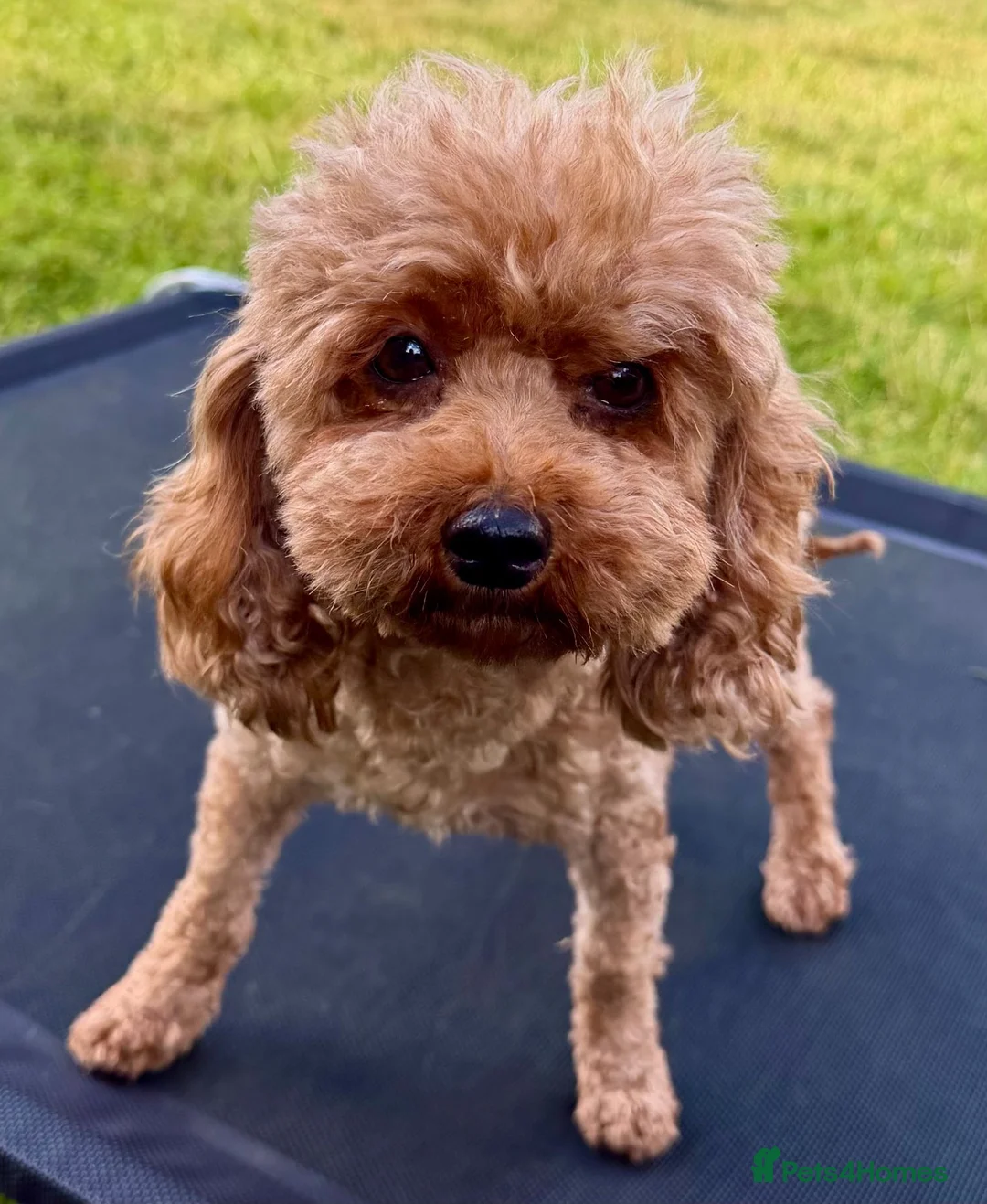 Miniature Poodle dogs for adoption: Nicole – Female Toy Poodle - Advert 1