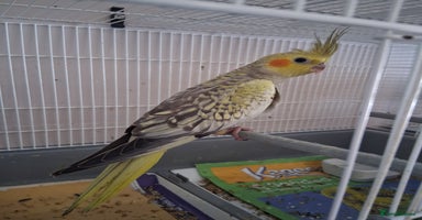 Cockatiels birds - Advert 3