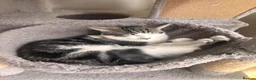 Mixed Breed cats for sale: 2 female cats  - Advert 3