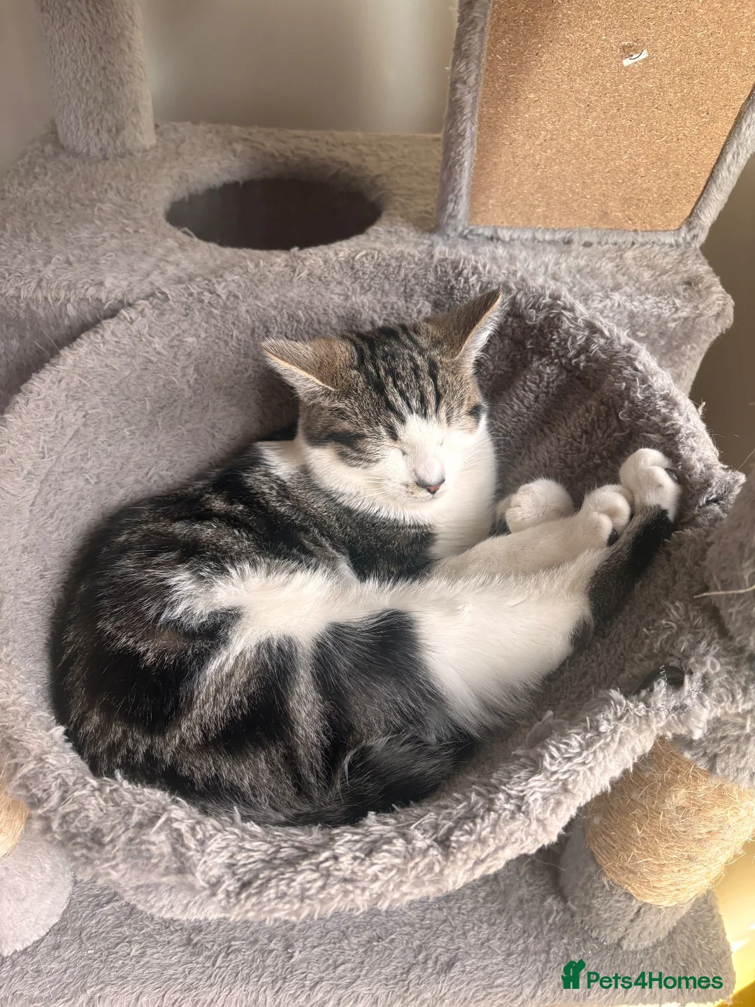 Mixed Breed cats for sale: 2 female cats  - Advert 3