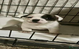 Mixed Breed dogs for sale: Staffordshire Bull Terrier x Jack Russell  - Image 6