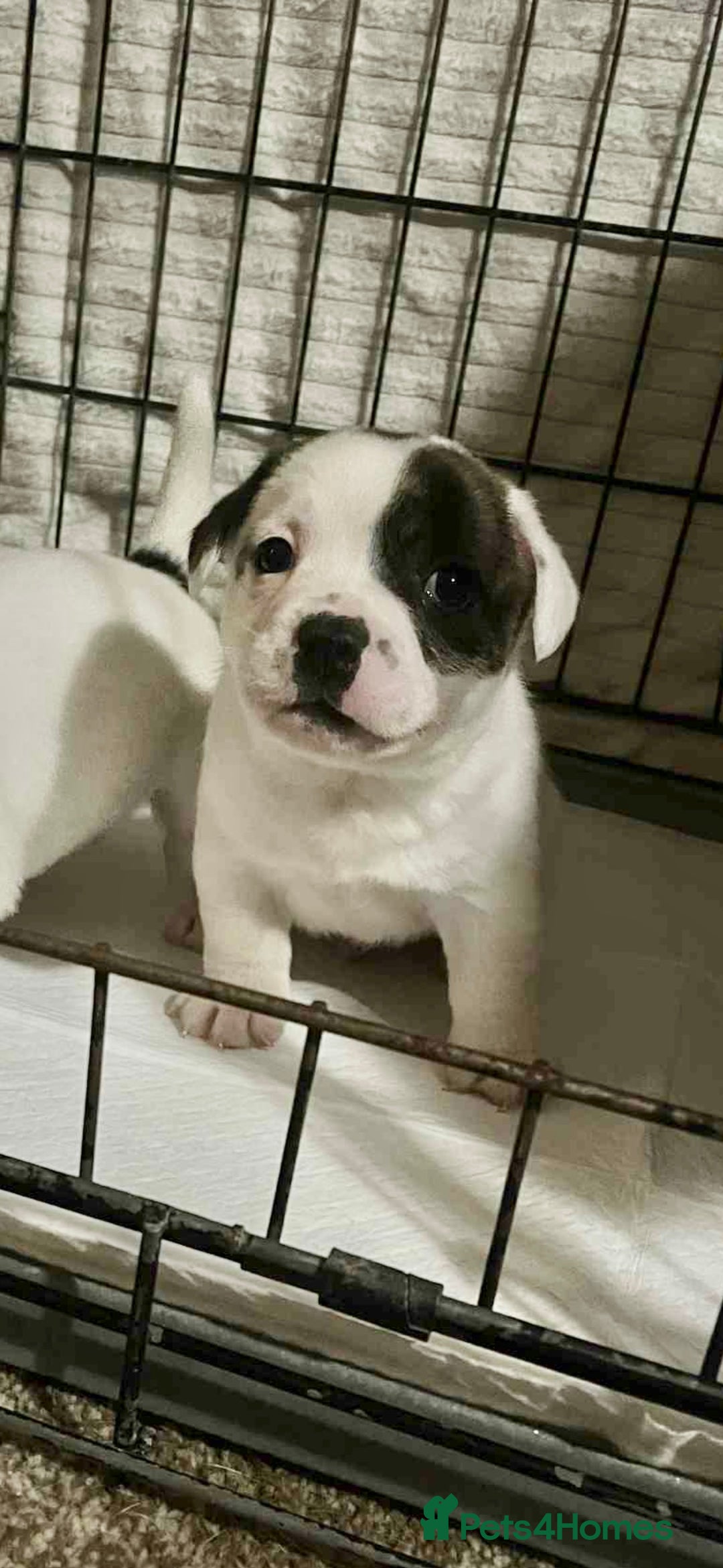 Mixed Breed dogs for sale: Staffordshire Bull Terrier x Jack Russell  - Image 6