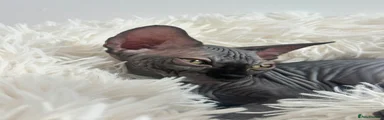 Sphynx 3