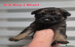 German Shepherd dogs for sale: German Shepherd  - Image 20